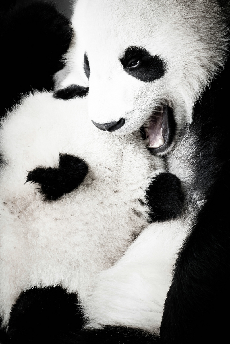 comp Panda (41 von 1) end