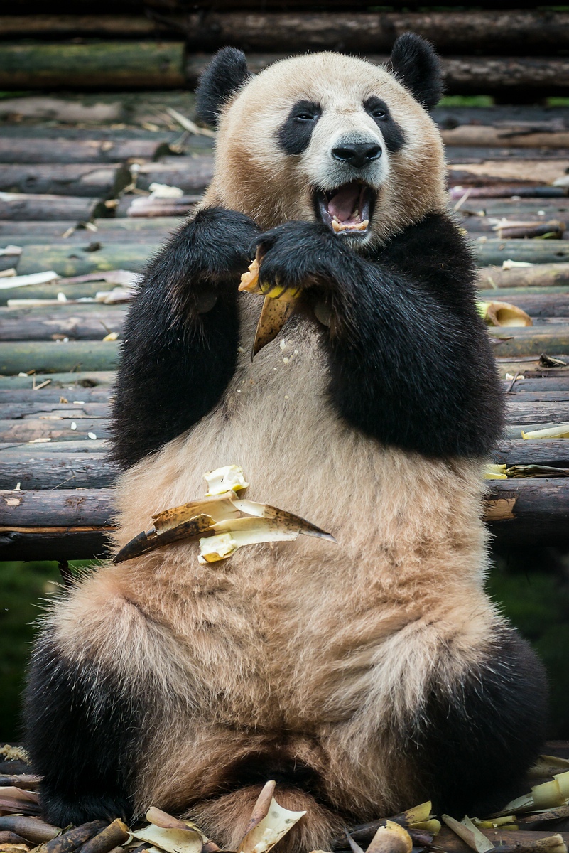 comp Panda (42 von 1)