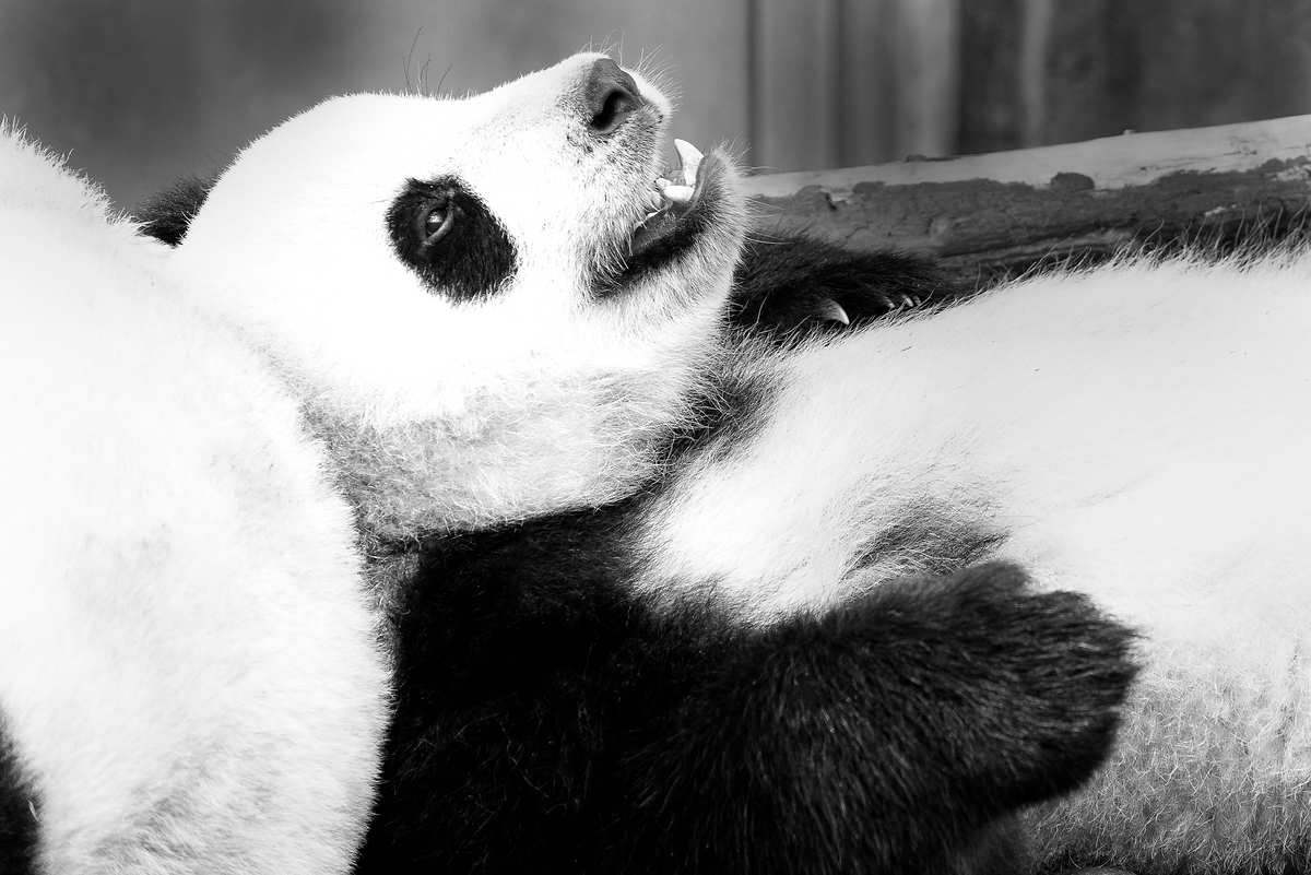 comp Panda (43 von 1) viv