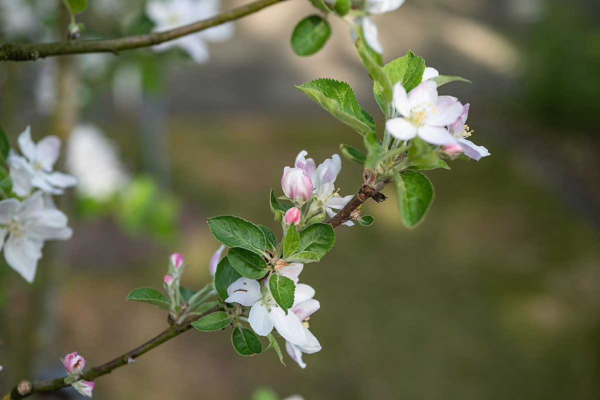 comp PIC03 21.04.2018