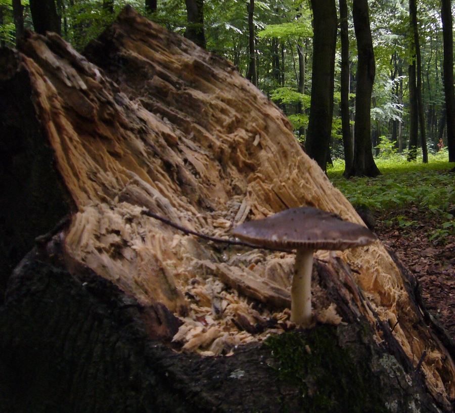 comp Pilz auf Baumstumpf