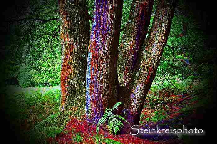 comp Quercus psychotropa