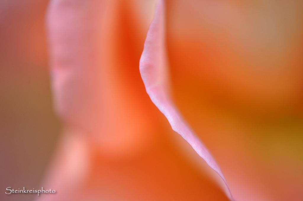 comp Rose4