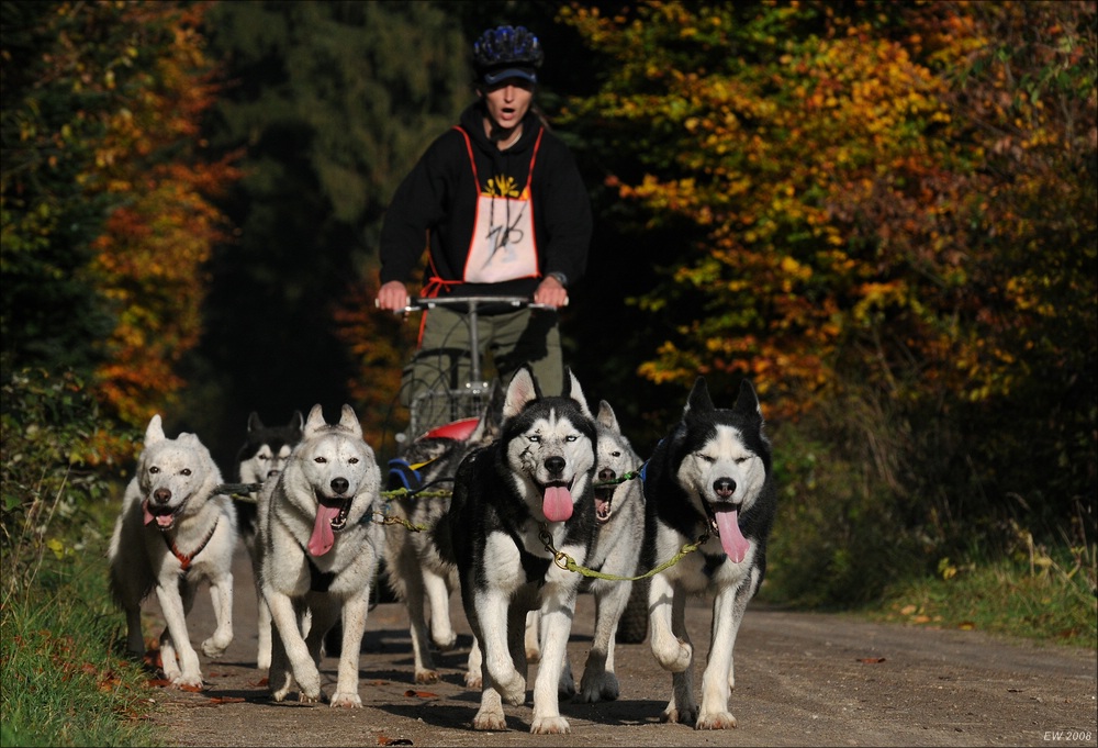comp Schlittenhund 0007