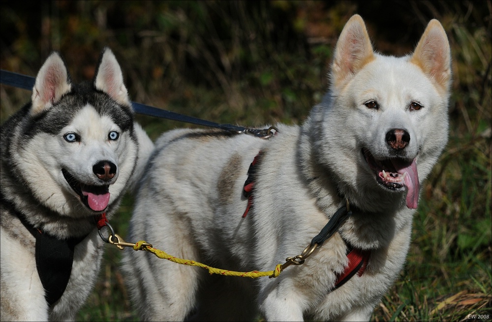 comp Schlittenhund 0428