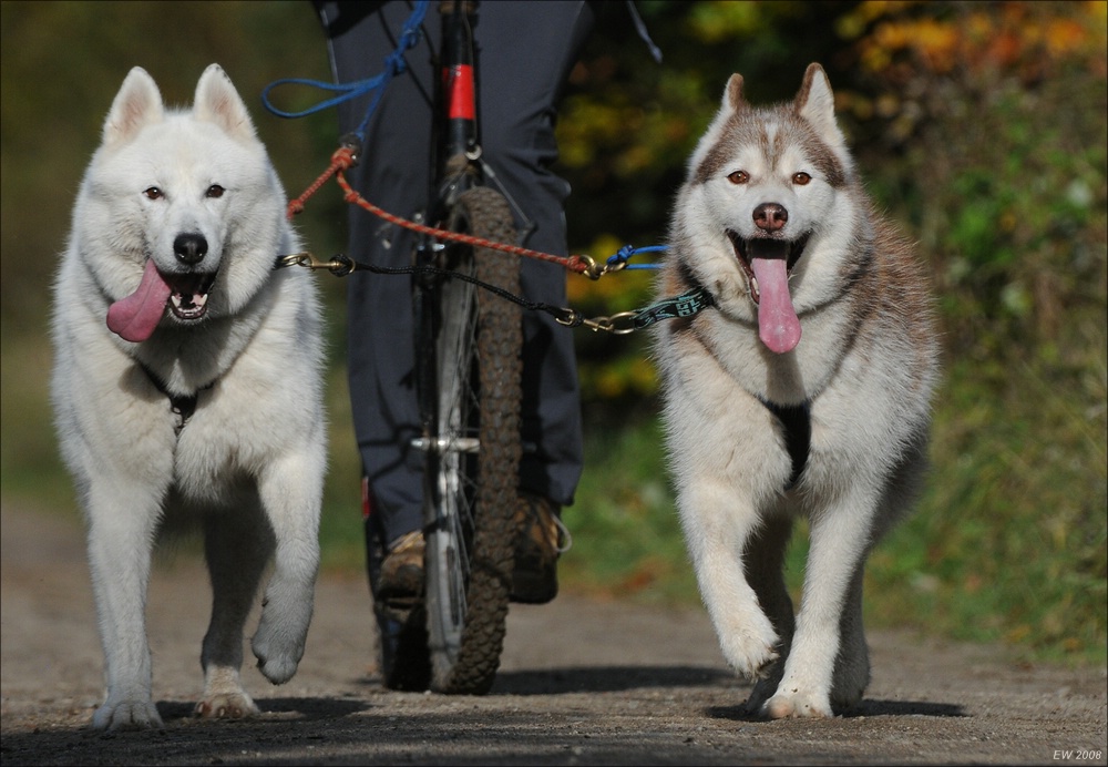 comp Schlittenhund 0502
