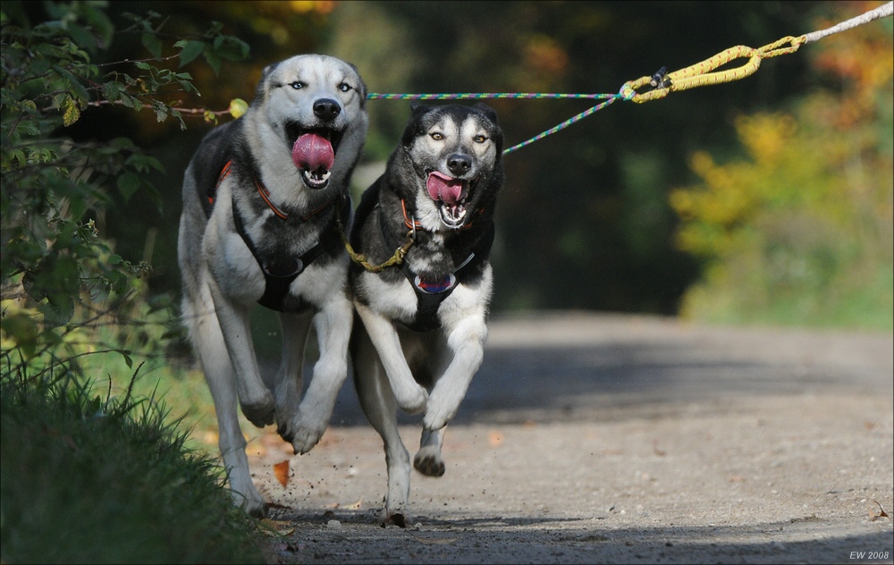 comp Schlittenhund 0585