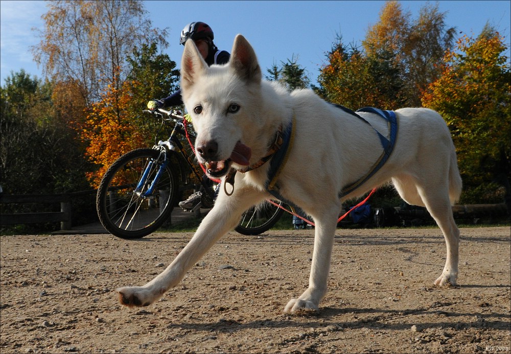 comp Schlittenhund 0757
