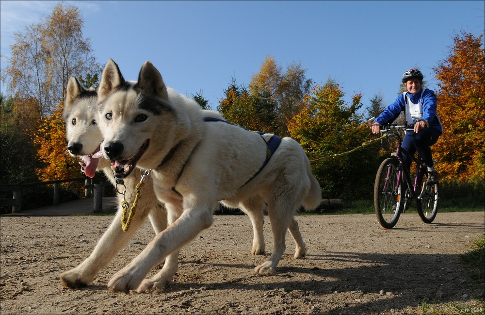 comp Schlittenhund 0779