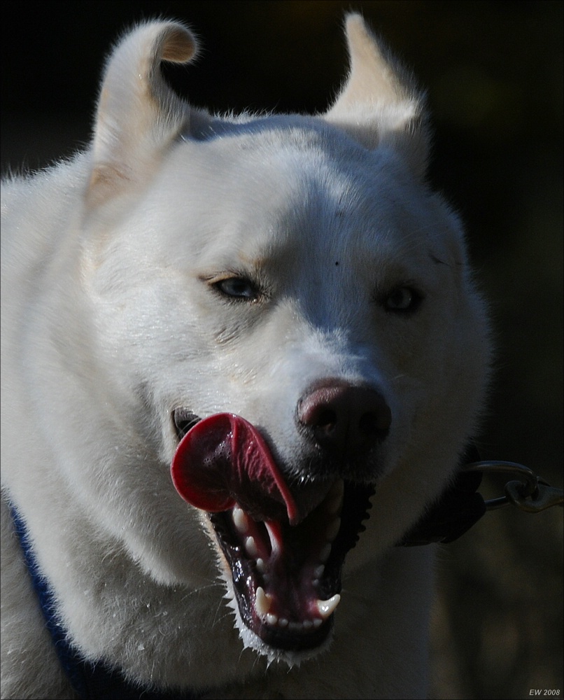 comp Schlittenhund 0965