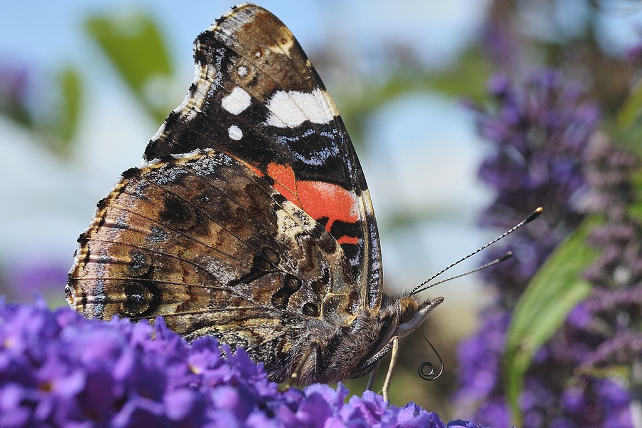 comp Schmetterling1