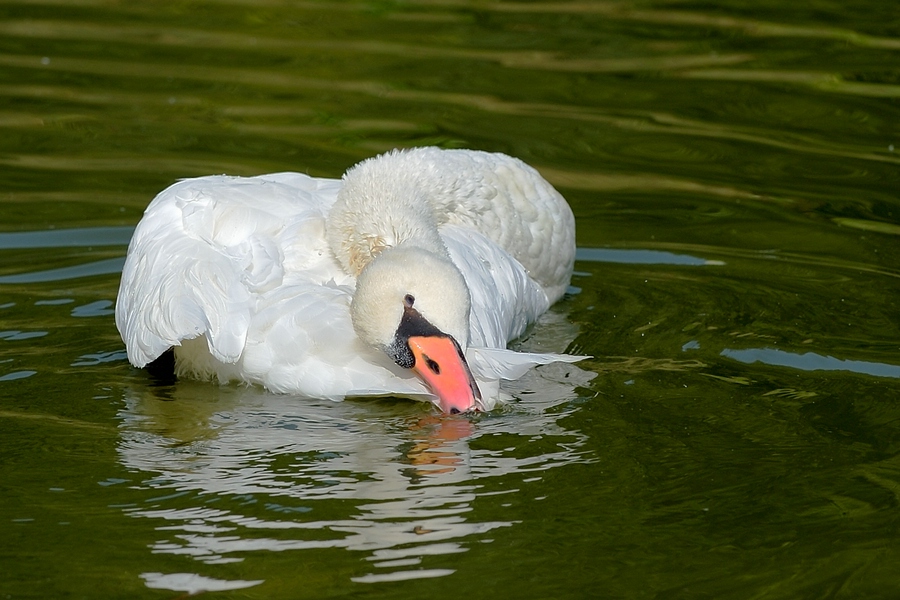 comp Schwan 1neu