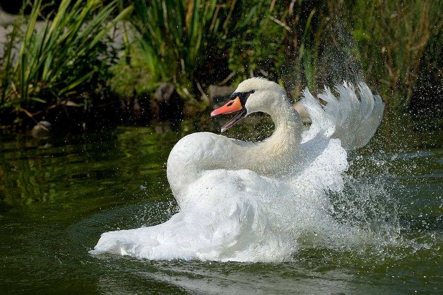 comp Schwan 4neu