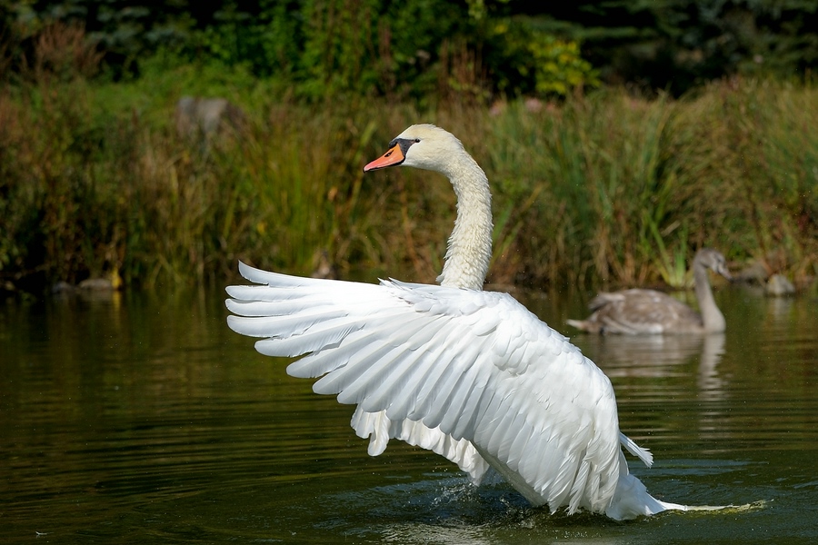 comp Schwan 6neu