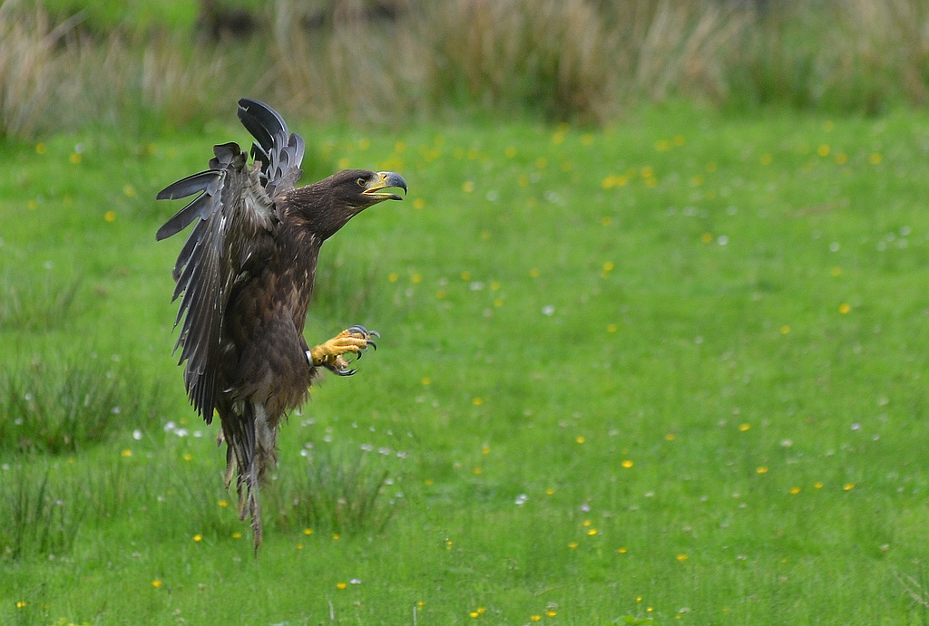 comp Seeadler