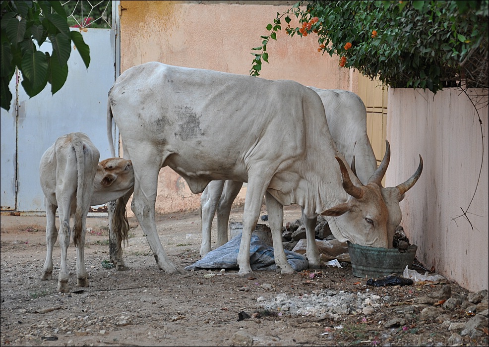 comp Senegal 1 187b