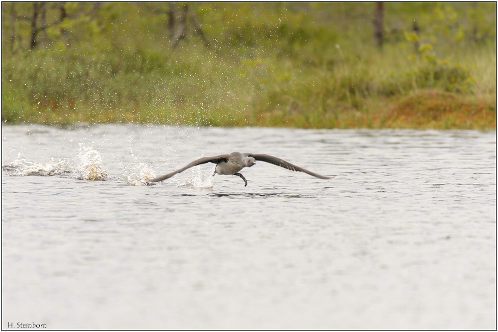comp Skandinavien 12 06 470 DSC 5671