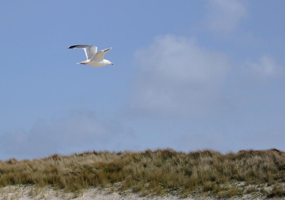 comp Sylt 011