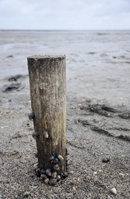 comp Sylt 042