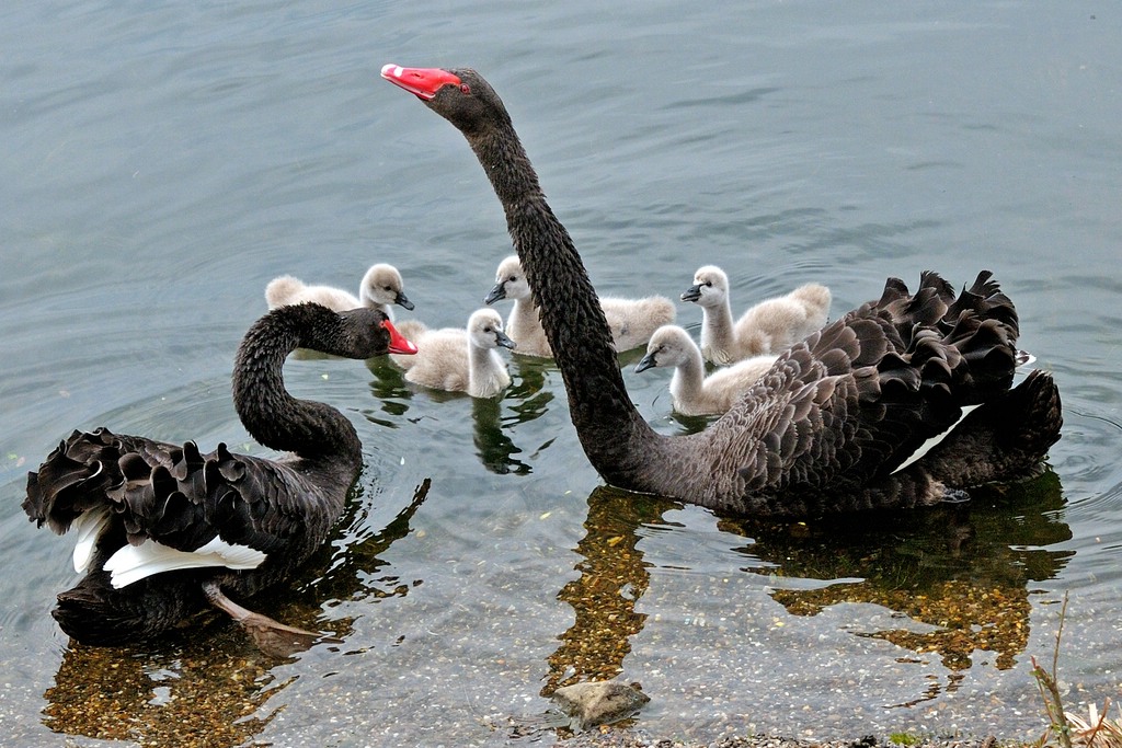 comp Trauerschwan 20090521 142640