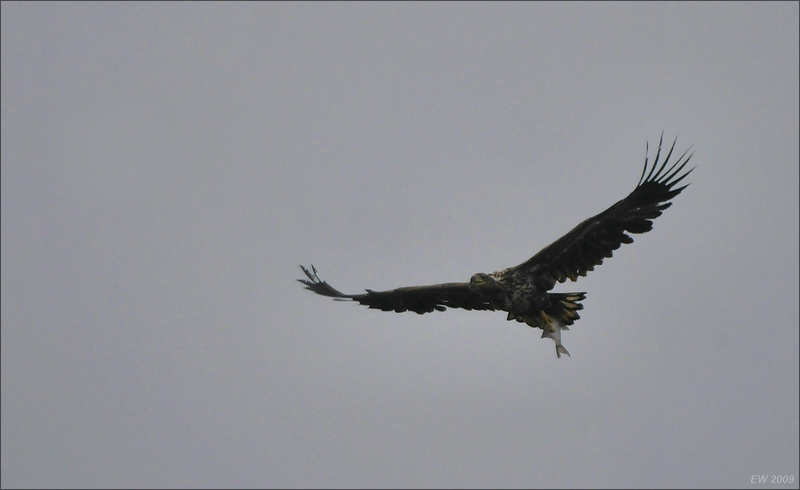 comp Usedom März 2009 0283