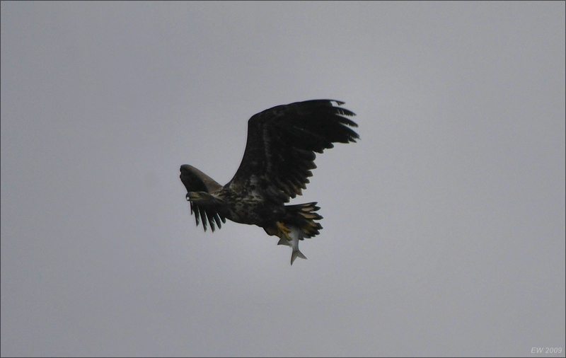 comp Usedom März 2009 0291a