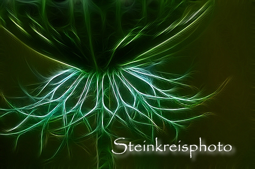 comp Wilde Möhre fractal