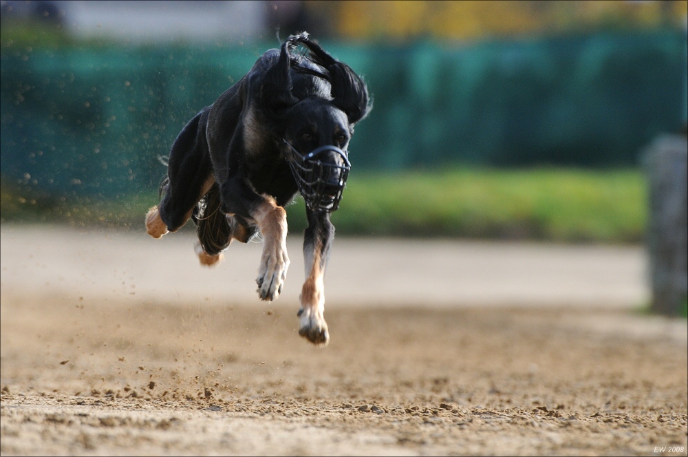 comp Windhund Okt 0704
