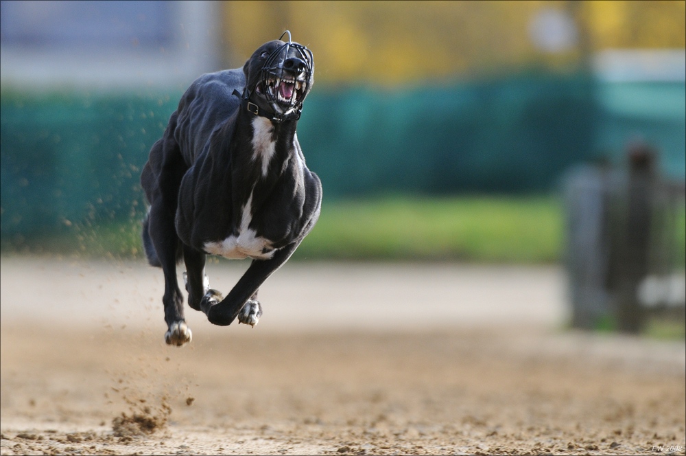 comp Windhund Okt 0729