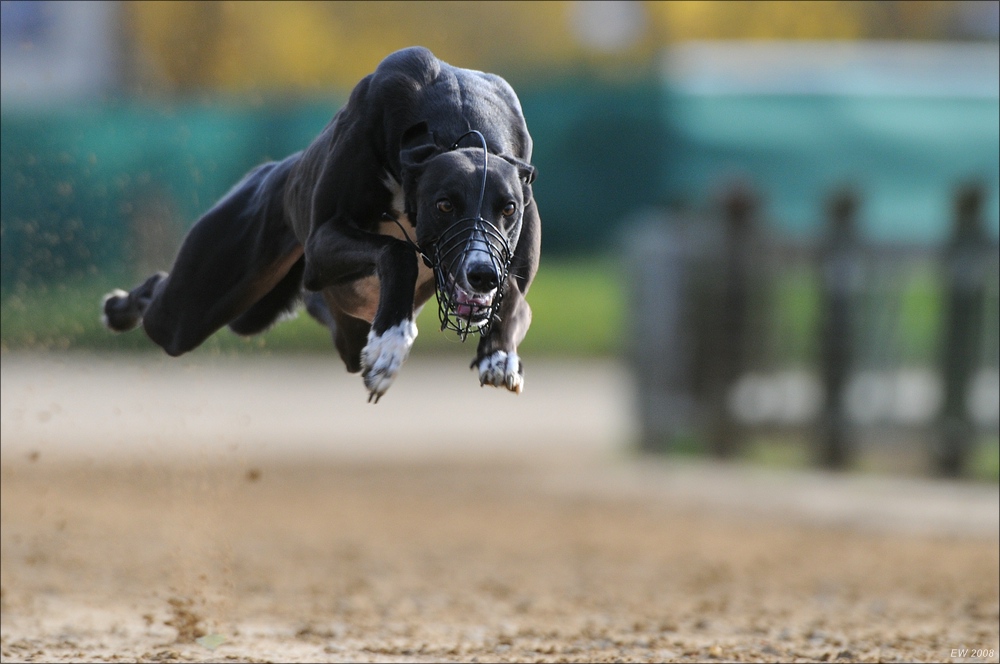 comp Windhund Okt 0730