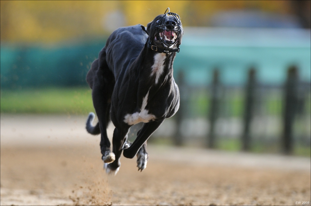 comp Windhund Okt 0731