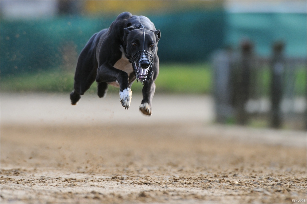 comp Windhund Okt 0737