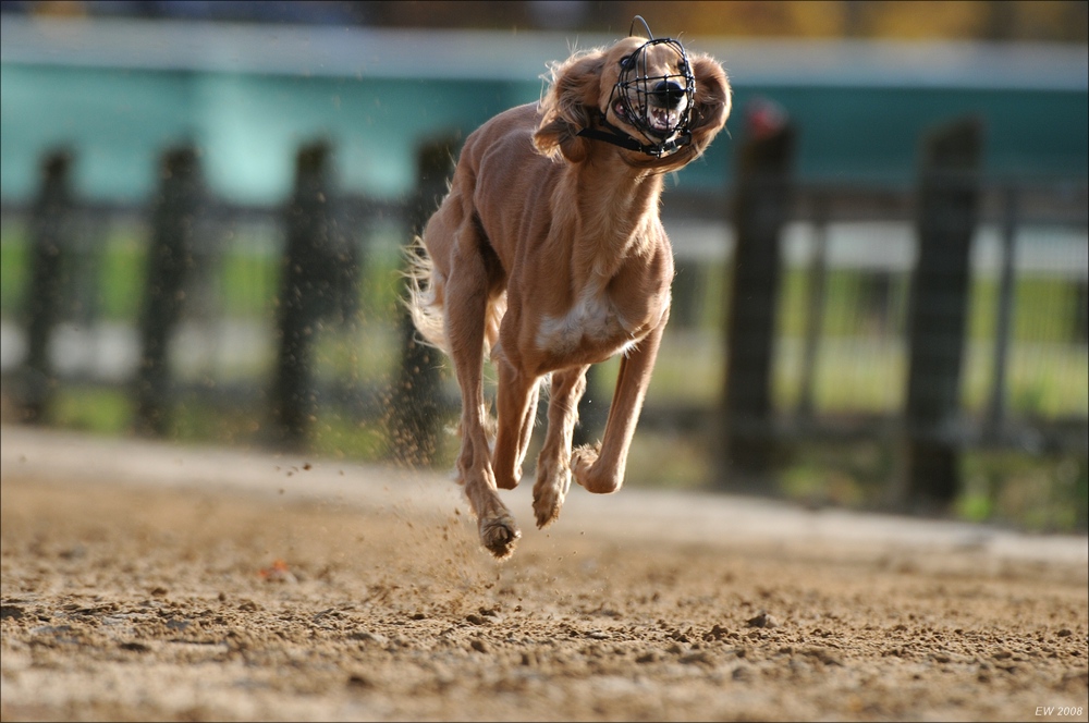 comp Windhund Okt 0797