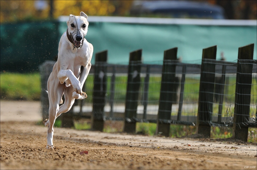 comp Windhund Okt 0841