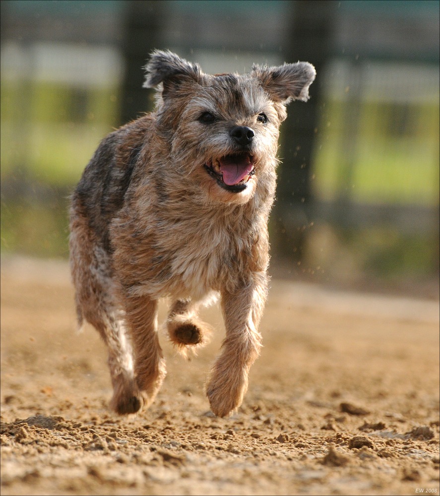 comp Windhund Okt 0918