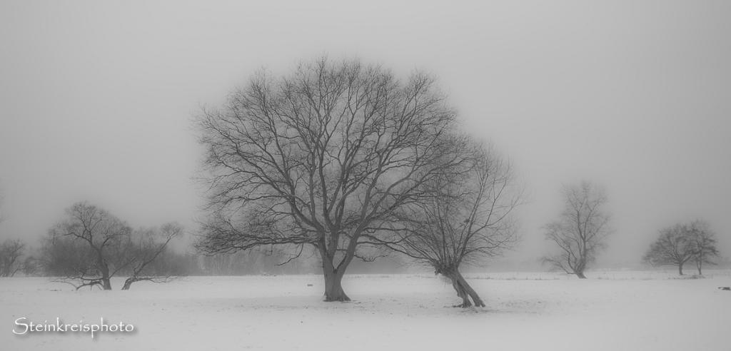 comp Wintzergrau 3