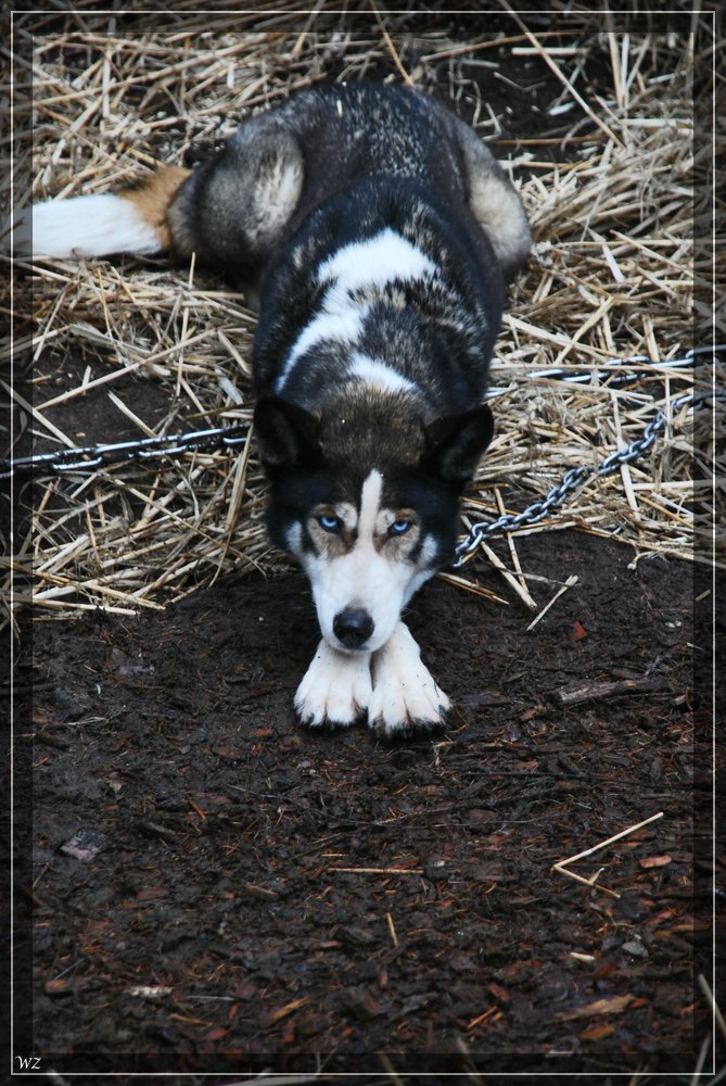 comp wolfHusky schwarz