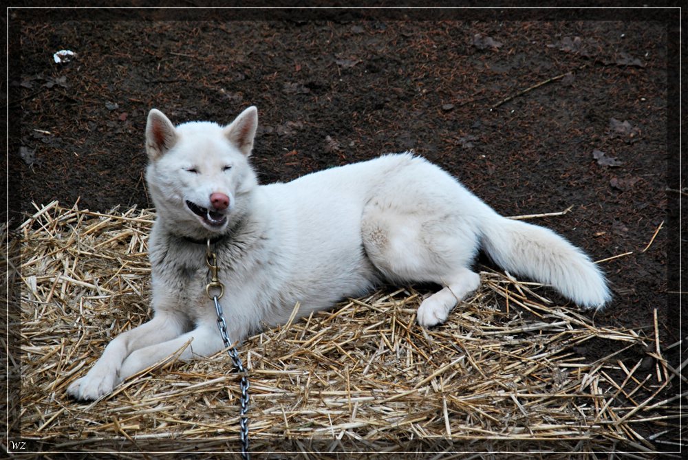 comp wolfWeiser Husky