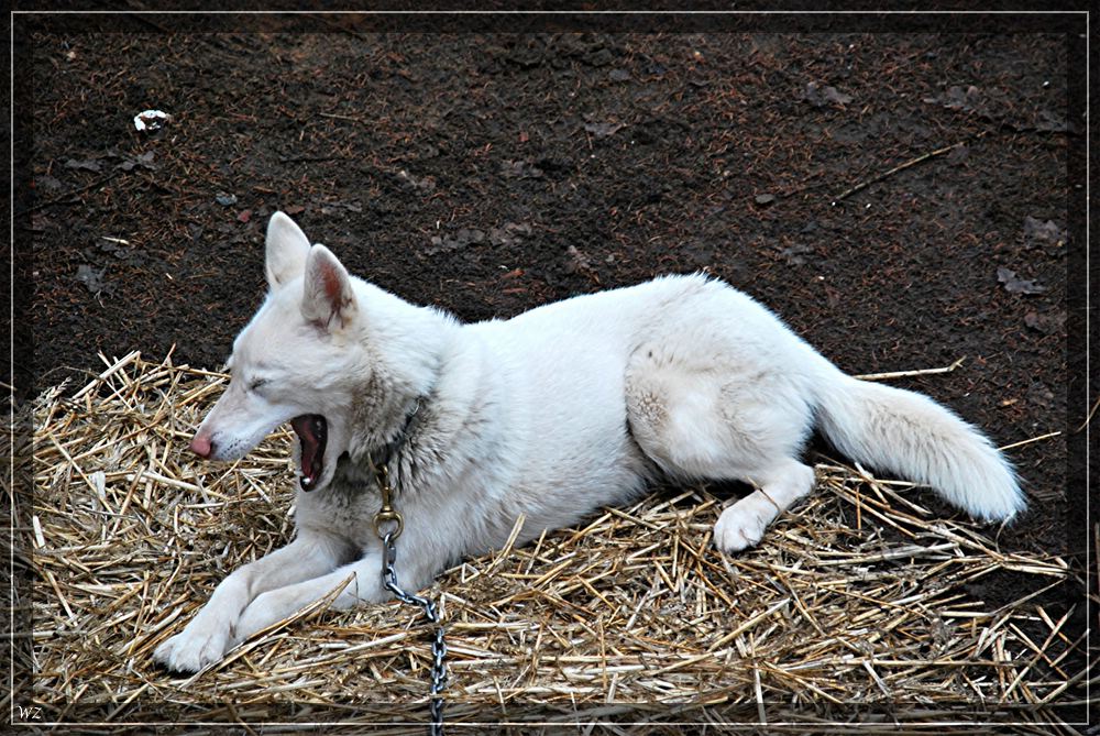comp wolfWeiser Husky2