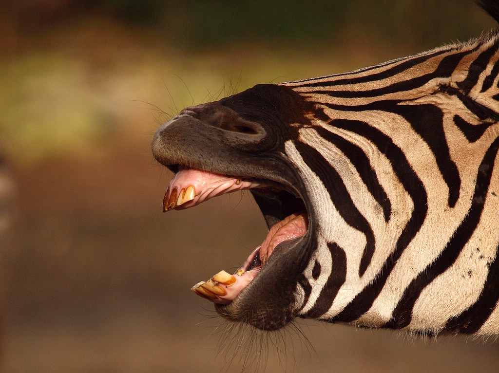 comp ZEBRA