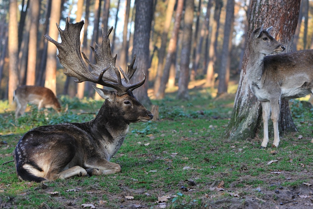 comp2Hirsch 3028