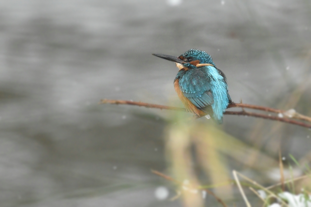 comp3