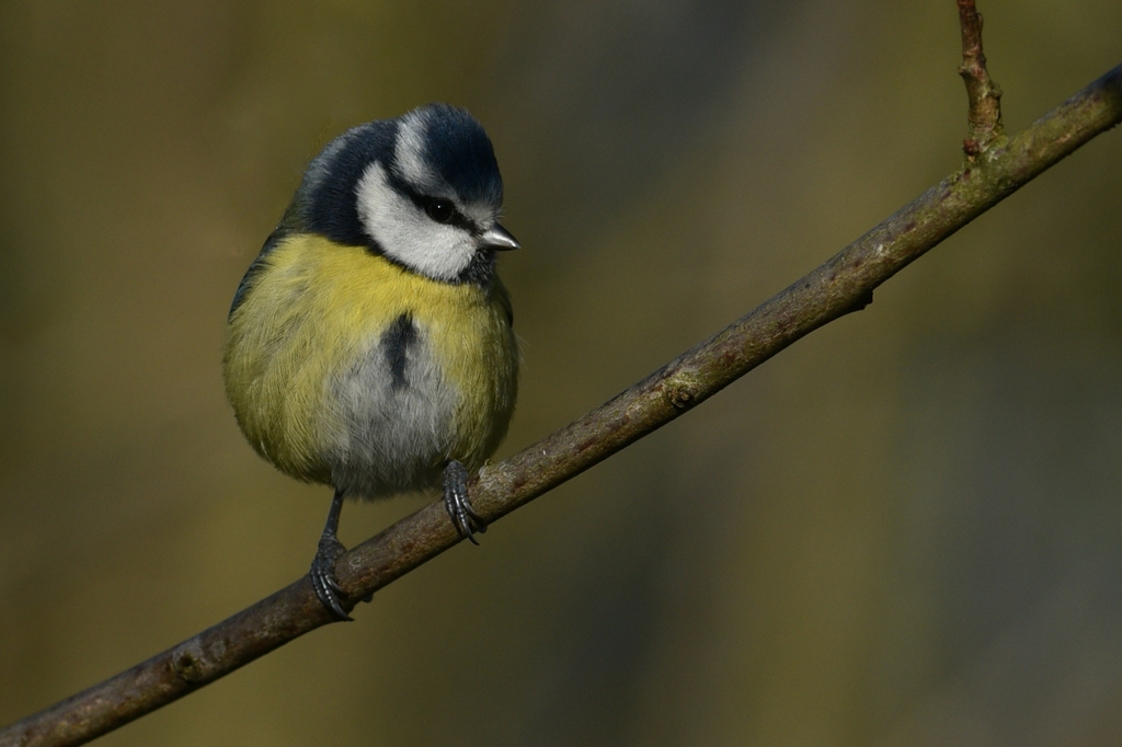 comp6