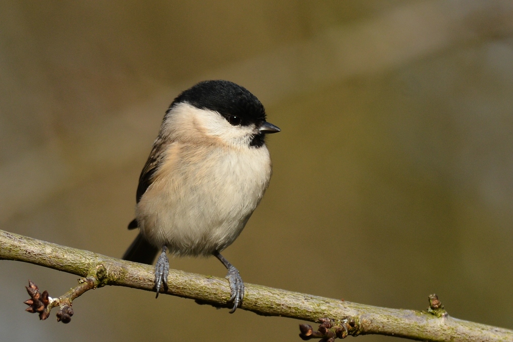 comp7