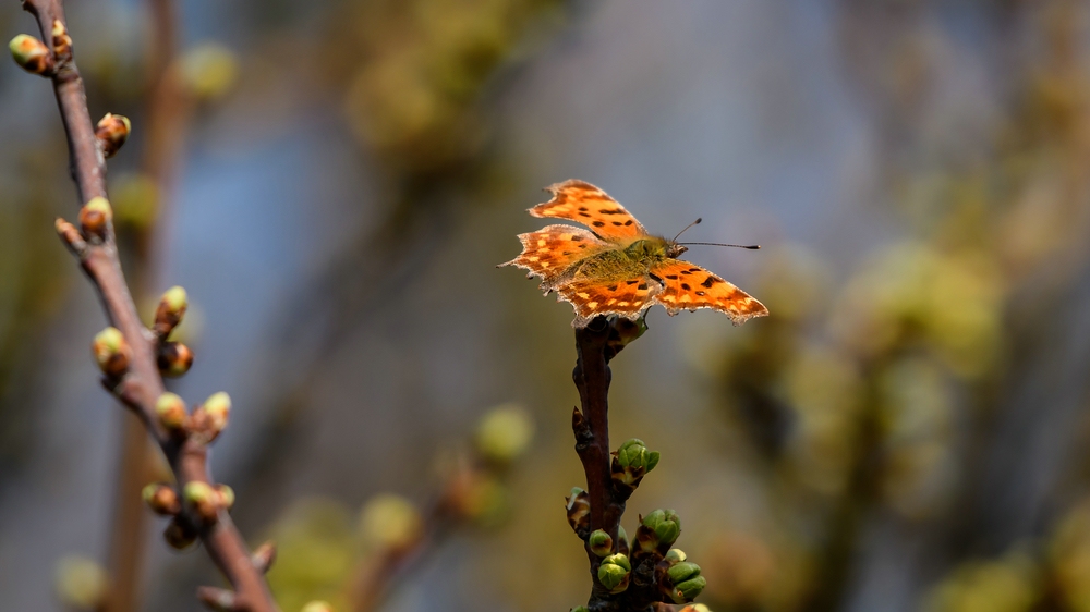 comp_20190406-DSC_47861.jpg