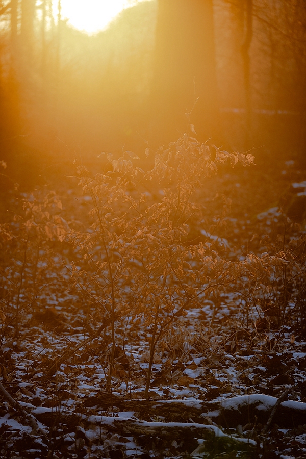 comp_250218Natur44324.jpg