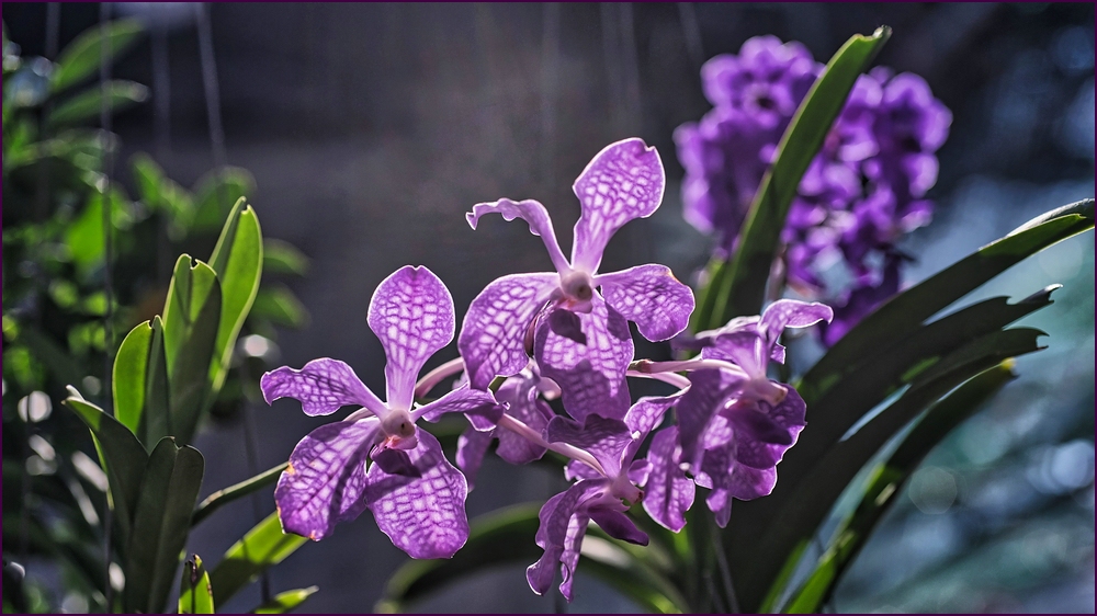 comp_2Blumen-lumi.jpg