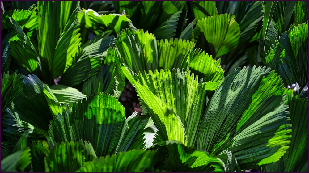 comp_2green2-lumi.jpg