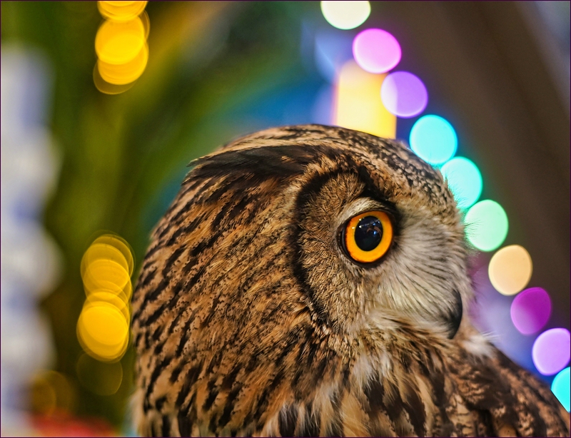 comp_2Owl.jpg