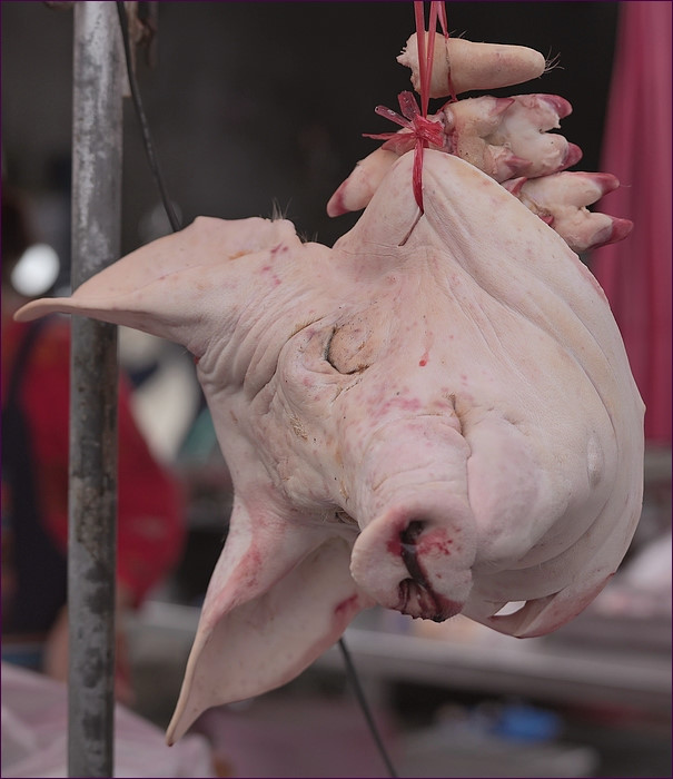 comp_2Pig3.jpg